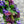 Coroana funerara trandafiri si hortensie - 50 cm