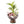 Terariu cu plante tropicale