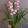 Orhidee Cymbidium
