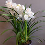 Orhidee Cymbidium