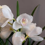 Orhidee Cymbidium