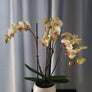 Orhidee Phalaenopsis