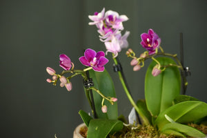 Aranjament mini orhidee