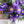 Buchet cu Iris Violet – 21 fire