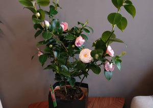 Camelie Japonica