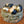 Oua vopsite de Paste in cuib