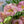 Detaliu floral cu lisianthus