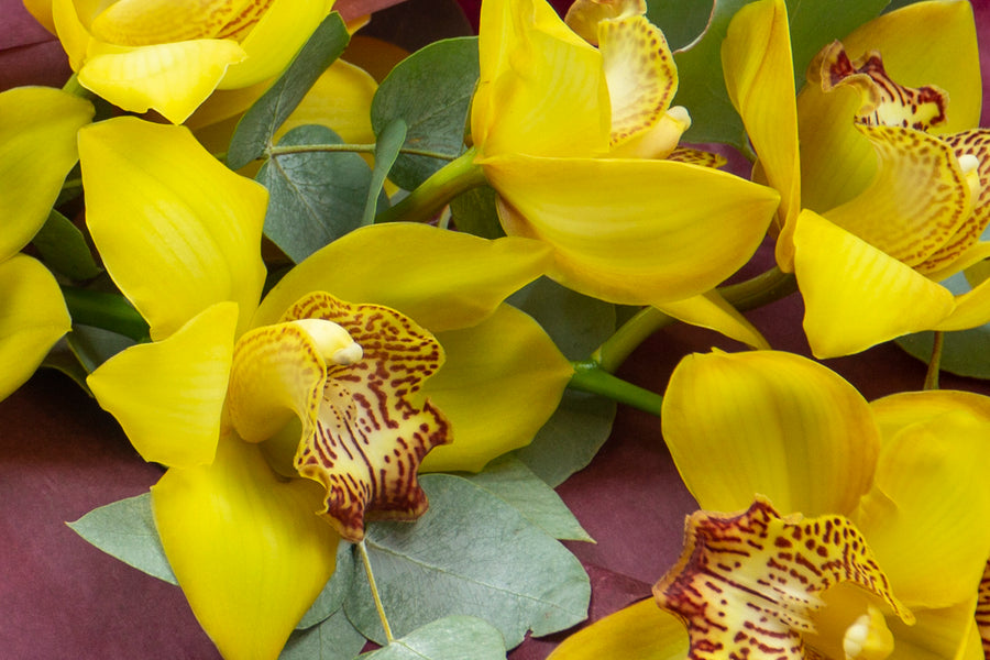 Detaliu floral Orhidee