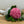 Detaliu floral cu hortensie