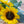Detaliu floral cu floarea soarelui