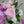 Buchet de neuitat - Hortensii și Trandafiri
