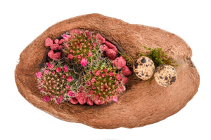 Aranjament in nuca de cocos