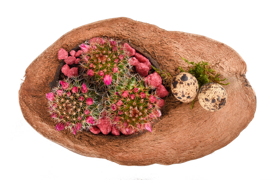 Aranjament in nuca de cocos