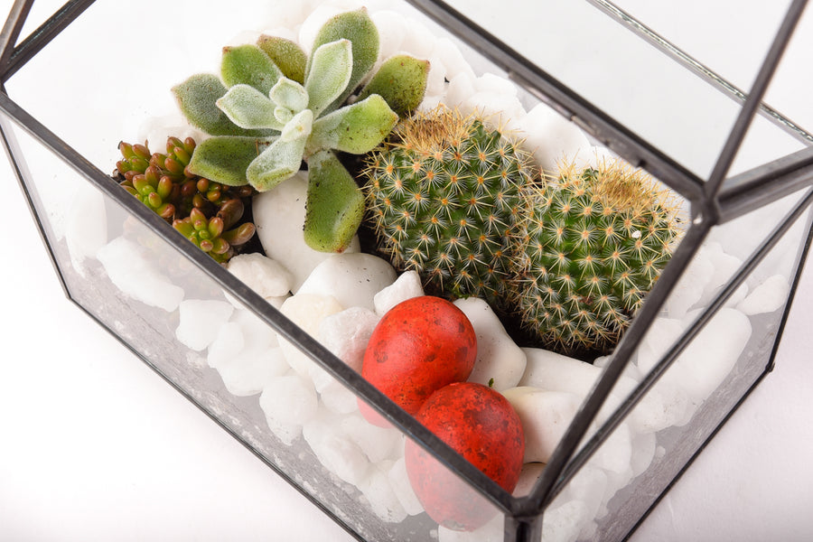Terariu Casuta si cactus