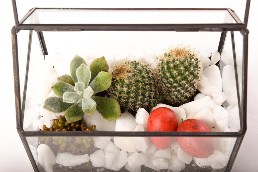 Terariu Casuta si cactus