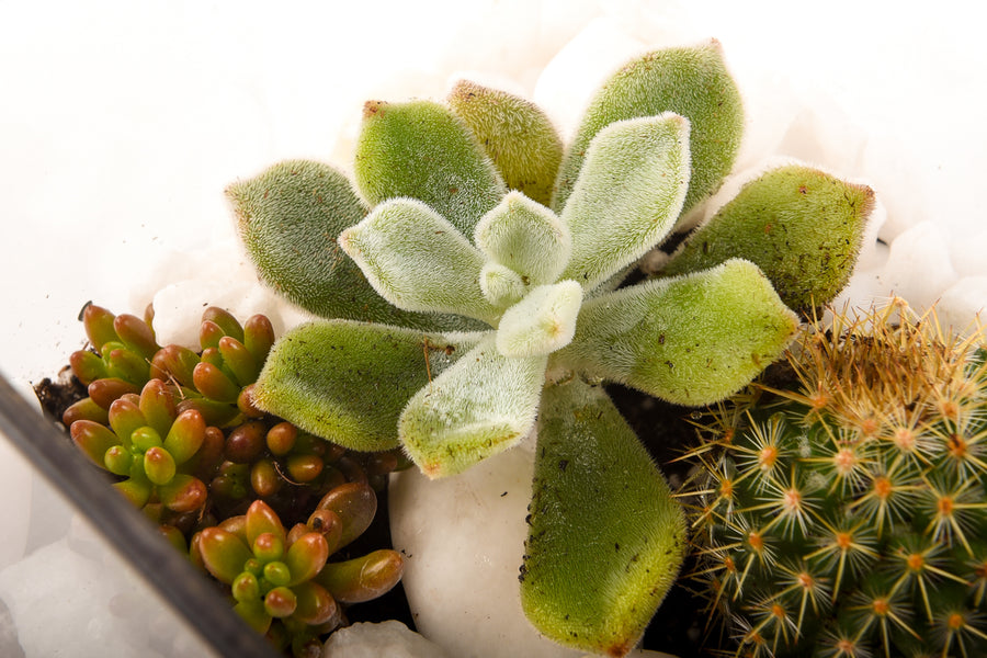 Terariu Casuta si cactus
