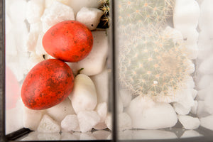 Terariu Casuta si cactus