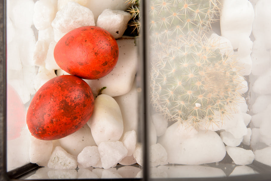 Terariu Casuta si cactus