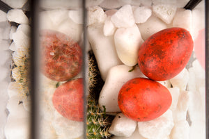 Terariu Casuta si cactus