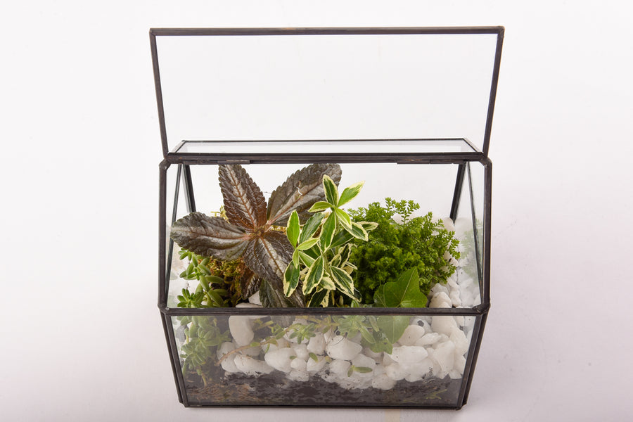 Terariu Casuta cu plante
