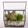 Terariu Casuta cu plante