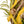 Coronita bulbi de Paste