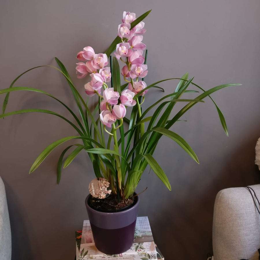 Orhidee Cymbidium