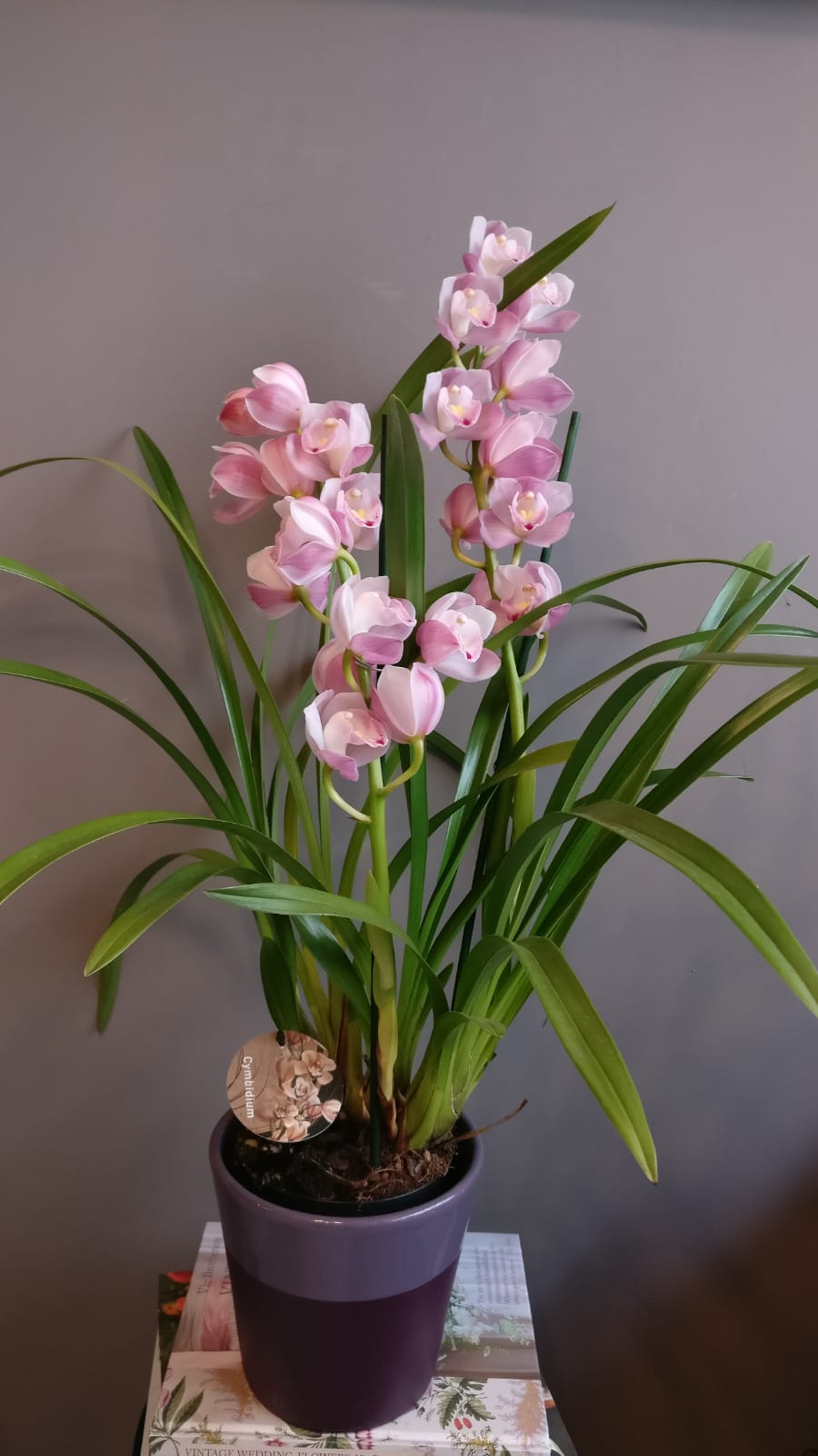 Orhidee Cymbidium