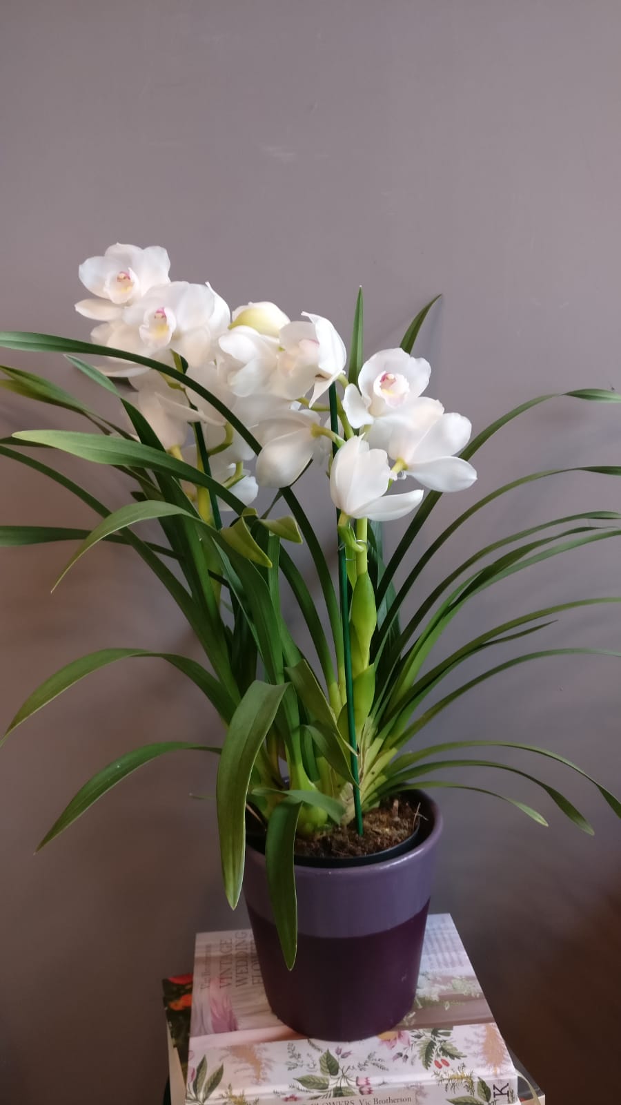 Orhidee Cymbidium