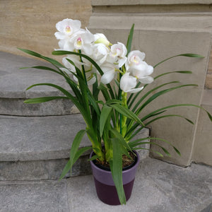 Orhidee Cymbidium