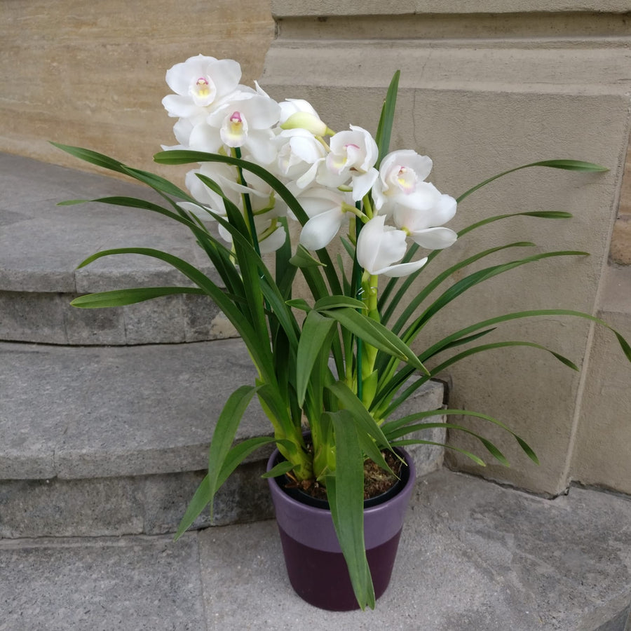 Orhidee Cymbidium