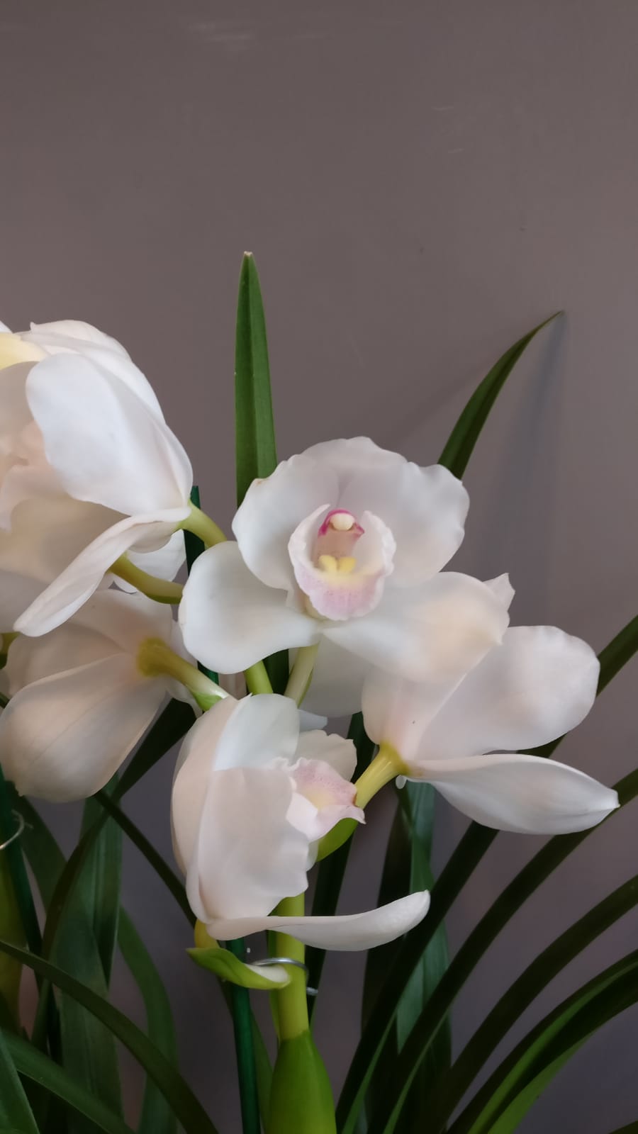 Orhidee Cymbidium