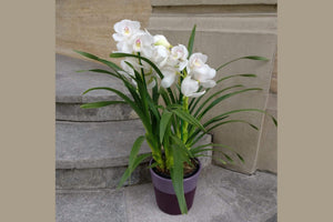 Orhidee Cymbidium