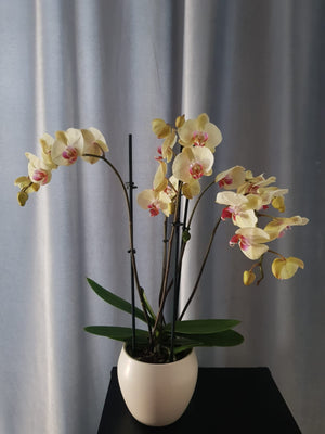 Orhidee Phalaenopsis