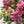 Buchet de Alstroemeria si Germini roz