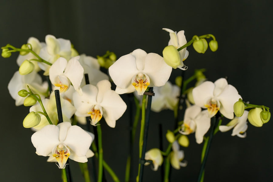 Aranjament de orhidee