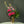 Abonament floral pentru receptie - standard