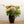 Buchet hortensii si lisianthus