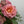 Buchet hortensii si trandafiri fuchsia
