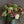 Buchet de trandafiri de gradina