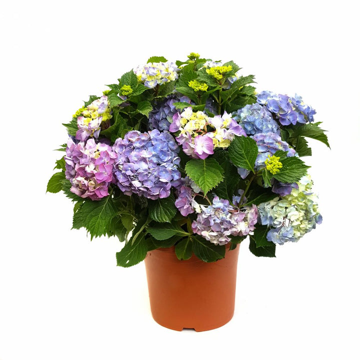 Hortensie