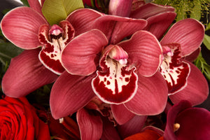 orhidee rosie