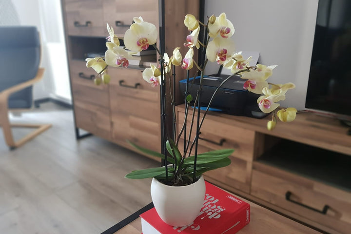 Orhidee Phalaenopsis