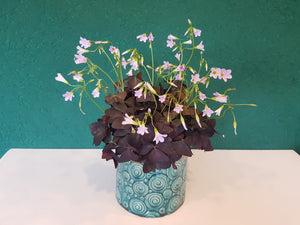 Oxalis - trifoi ornamental