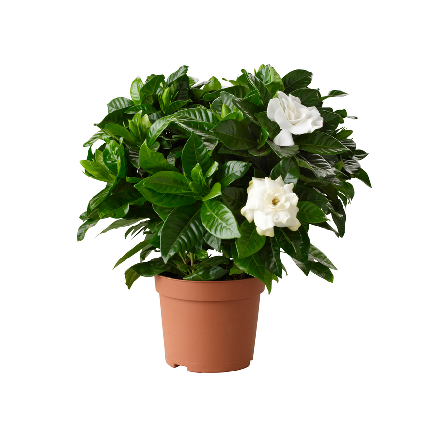 Gardenia