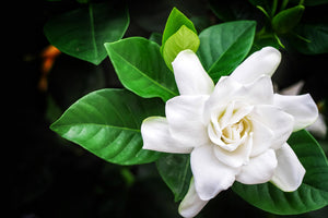 Gardenia