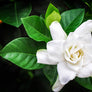 Gardenia