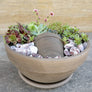 Aranjament Suculente in vas de teracota