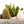 Vas cactus design modern